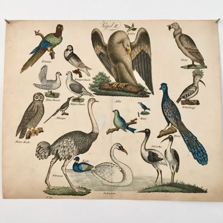 Ein Bilderbogen mit allerlei Vögeln